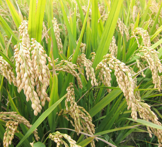 ���\��23̖-�����N��-�н��N�I(y��)