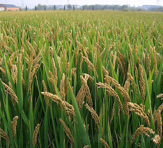 ��58-�����N��-�н��N�I(y��)