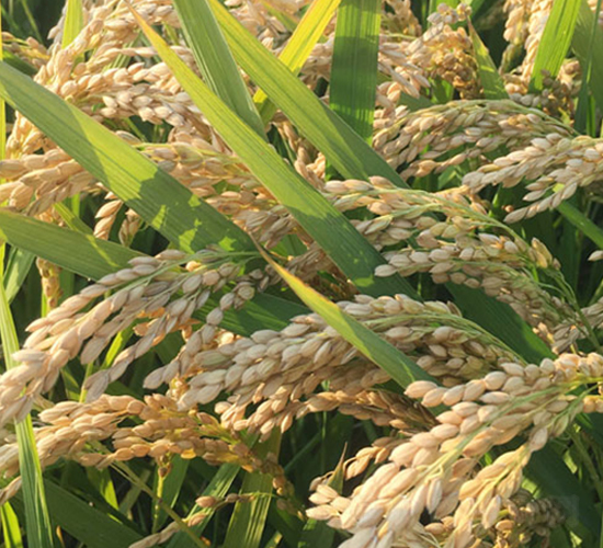 ���r(n��ng)��10̖-�����N��-�н��N�I(y��)