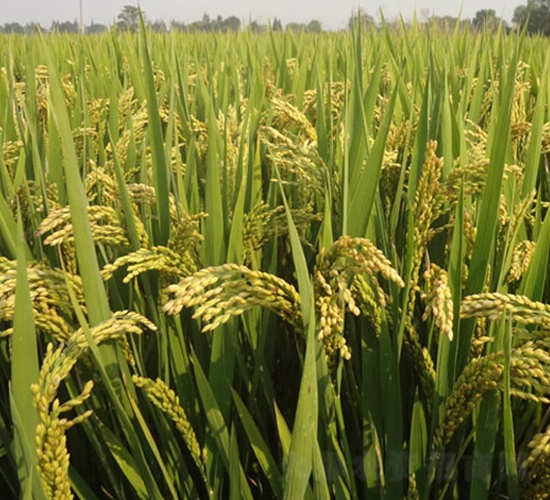 ���r��8̖-�����N��-�н��N�I(y��)