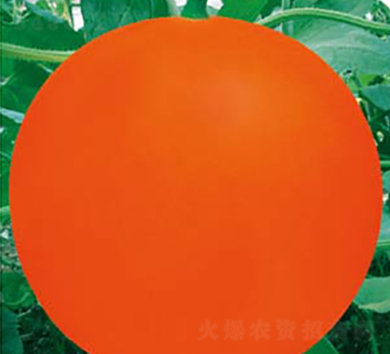 ����t-��ϷN��-�߶˷N�I(y��)