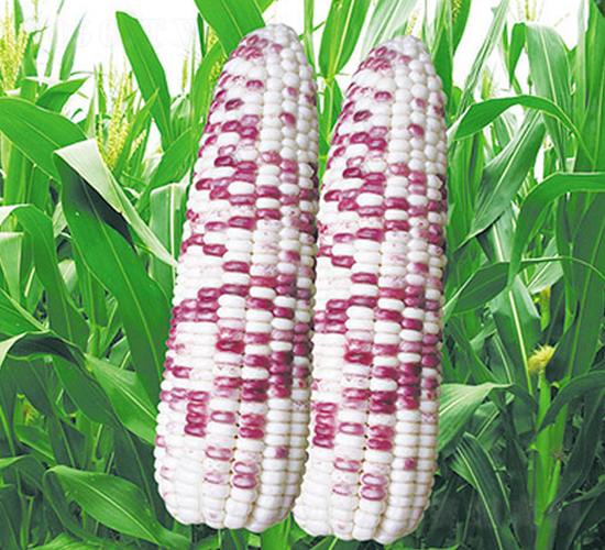 �K��Ŵ1502-Ŵ���׷N��-�н��N�I(y��)