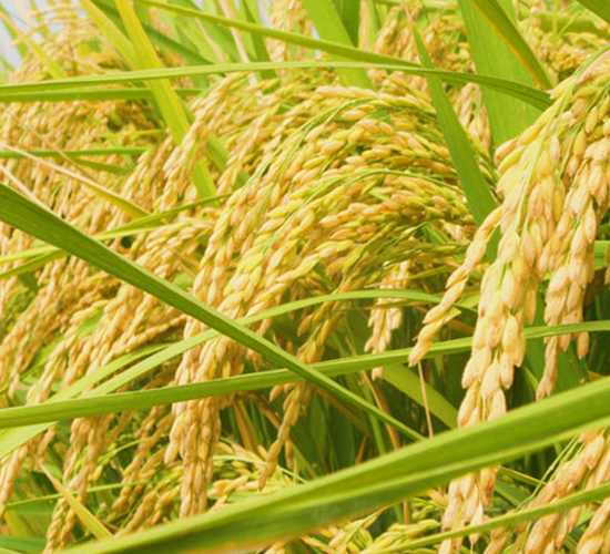 ����(y��u)5̖(h��o)-�s�������N��-�н��N�I(y��)