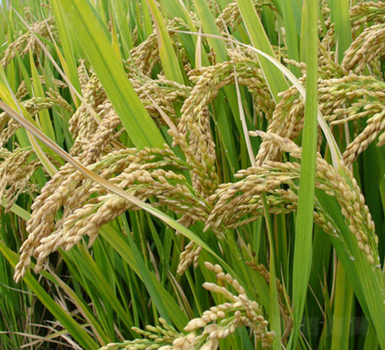 ����(y��u)4̖(h��o)-�s�������N��-�н��N�I(y��)