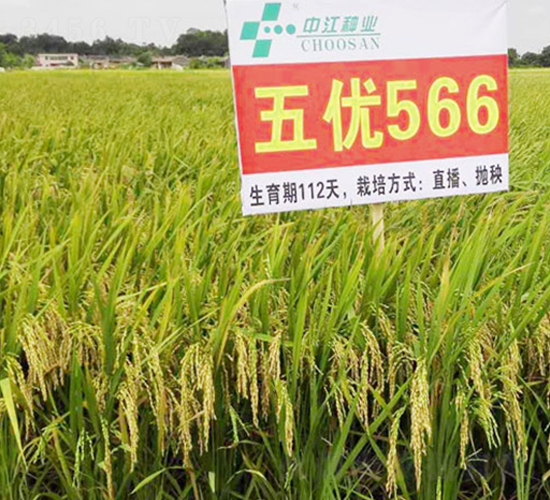 �僞(y��u)566-�s���i���N��-�н��N�I(y��)