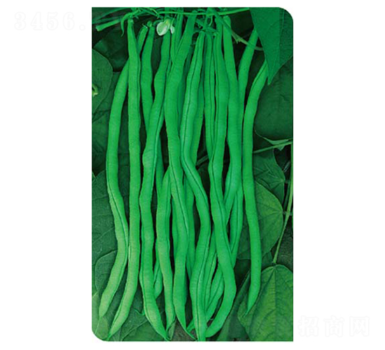 �t�S���L�߮a(ch��n)�ܶ�-�|���N��-�߶˷N�I(y��)