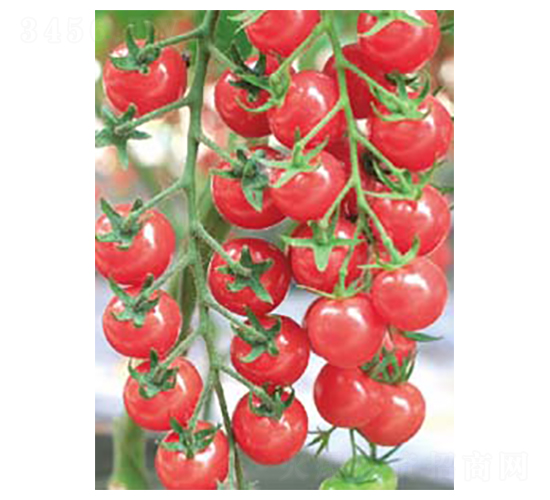 ������-С���ѷN��-�߶˷N�I(y��)