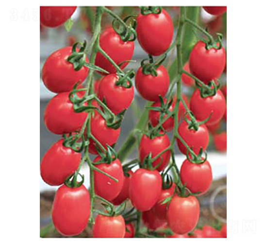 ����6̖-С���ѷN��-�߶˷N�I(y��)