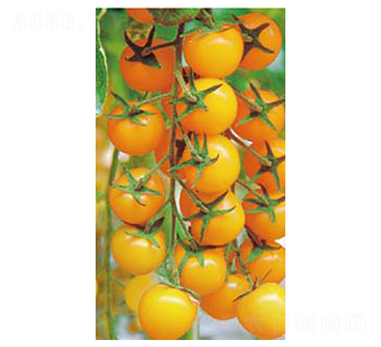 �S��һ̖-С���ѷN��-�߶˷N�I(y��)