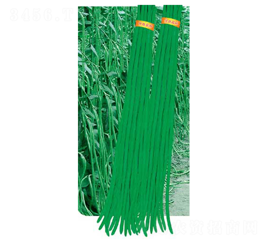 ���x�L��-���ǷN��-�߶˷N�I(y��)