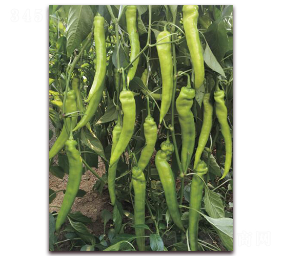 ���709-�����N��-�ƈD�N�I(y��)