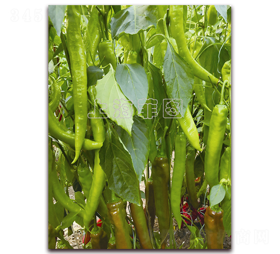 ������̖(h��o)-�����N��-�ƈD�N�I(y��)