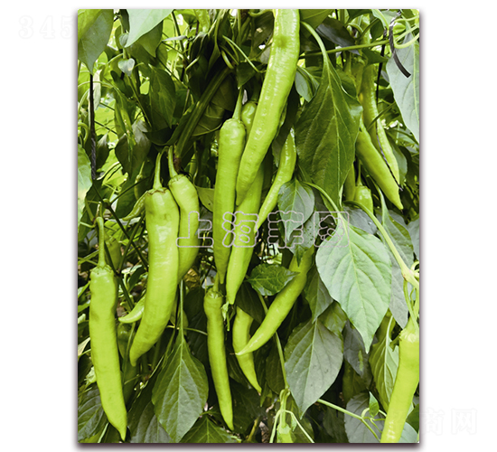 ������̖-�����N��-�ƈD�N�I(y��)