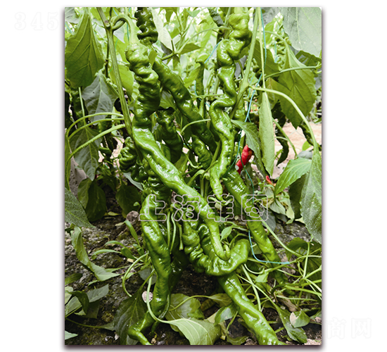 �G�]4394-�����N��-�ƈD�N�I(y��)