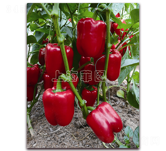 �Aҫ-�𽷷N��-�ƈD�N�I(y��)