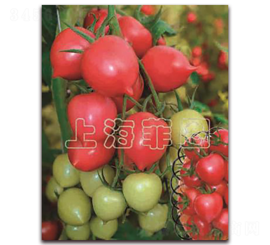 ����һ̖-��ɫ���ѷN��-�ƈD�N�I(y��)