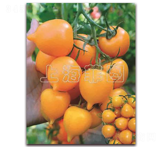 ����һ̖-��ɫ���ѷN��-�ƈD�N�I(y��)