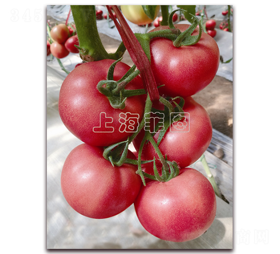 �^ζ-��ɫ���ѷN��-�ƈD�N�I(y��)