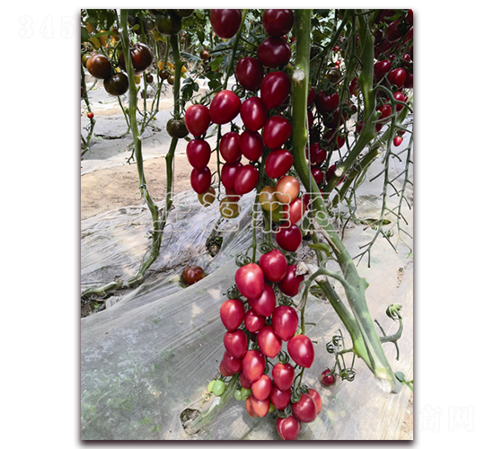 ��СѾ-��ɫ���ѷN��-�ƈD�N�I(y��)