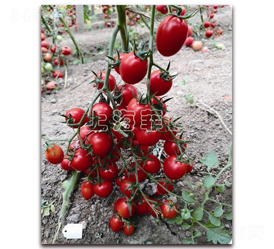 �tСѾ-��ɫ���ѷN��-�ƈD�N�I(y��)