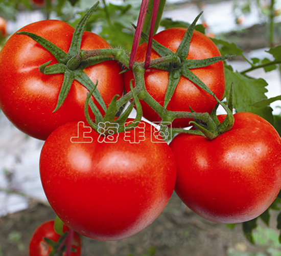 ���Ǽt��-��TY��t���ѷN��-�ƈD�N�I(y��)