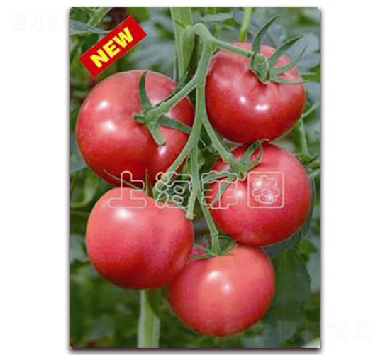 ���ǰ�̖(h��o)-��TY�۹����ѷN��-�ƈD�N�I(y��)