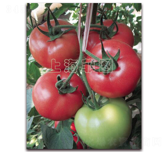 ��������-��TY�۹����ѷN��-�ƈD�N�I(y��)