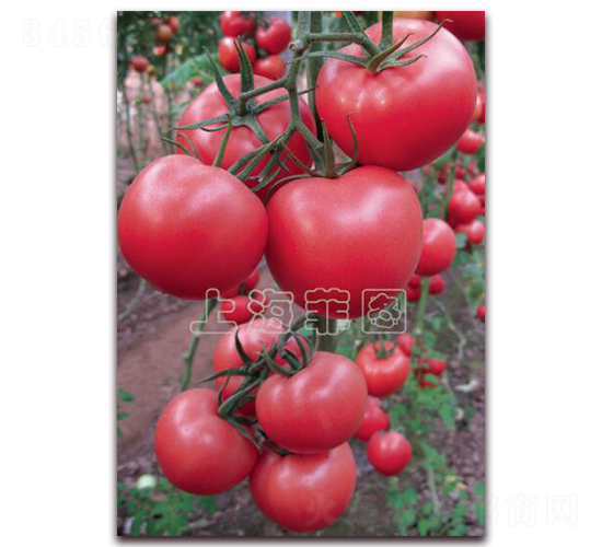 ���ǌ���-��TY�۹����ѷN��-�ƈD�N�I(y��)