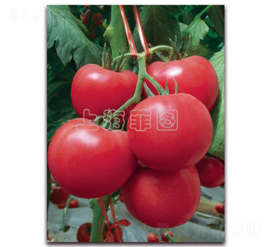 �����w��-��TY�۹����ѷN��-�ƈD�N�I(y��)