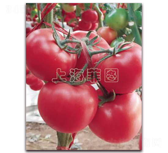 ���ǳ�Ⱥ-��TY�۹����ѷN��-�ƈD�N�I(y��)