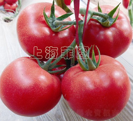 ���Ǳ���-��TY�۹����ѷN��-�ƈD�N�I(y��)