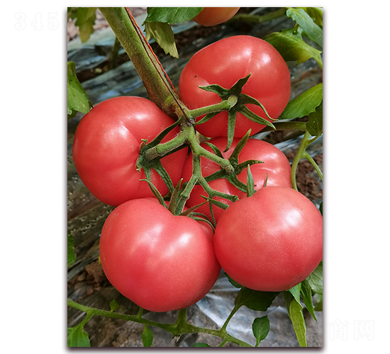 �����쌚��2866��-��TY�۹����ѷN��-�ƈD�N�I(y��)