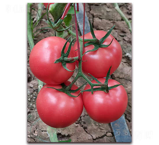 ����2666-��TY�۹����ѷN��-�ƈD�N�I(y��)