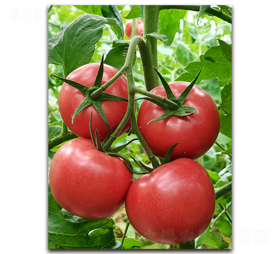 ����1766-��TY�۹����ѷN��-�ƈD�N�I(y��)