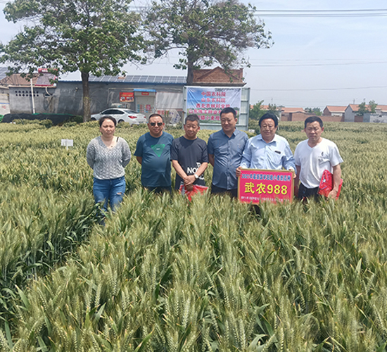 ���r(n��ng)988С���N�ӬF(xi��n)��(ch��ng)�^Ħ��(hu��)