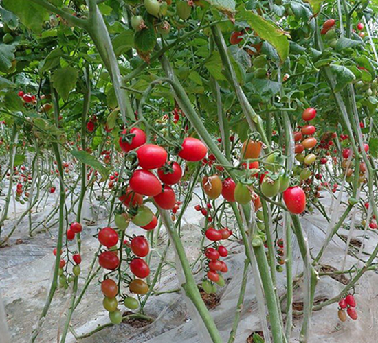 �ۋ�-ʥŮ���N��-���̰��N�I(y��)