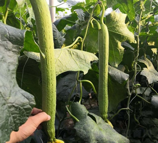 �оG���z�ϷN��-�A�~�N�I(y��)