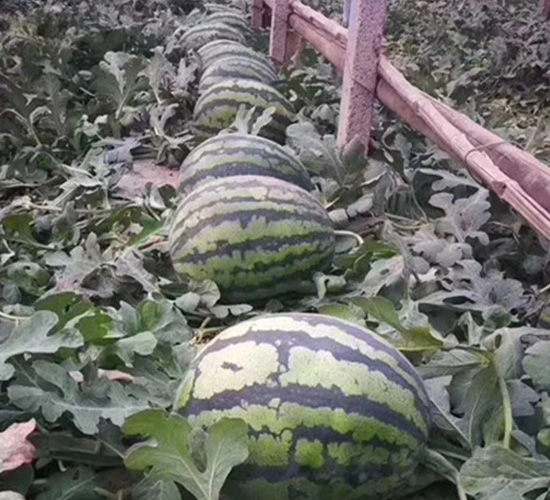 ��������-���ϷN��-�A�~�N�I(y��)