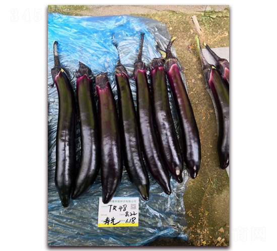 �����L(zh��ng)��-���ӷN��-�A�~�N�I(y��)