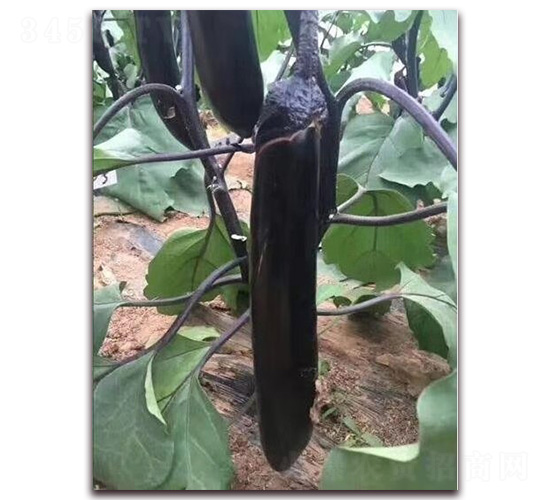 ��ʂ�L(zh��ng)��-���ӷN��-�A�~�N�I(y��)