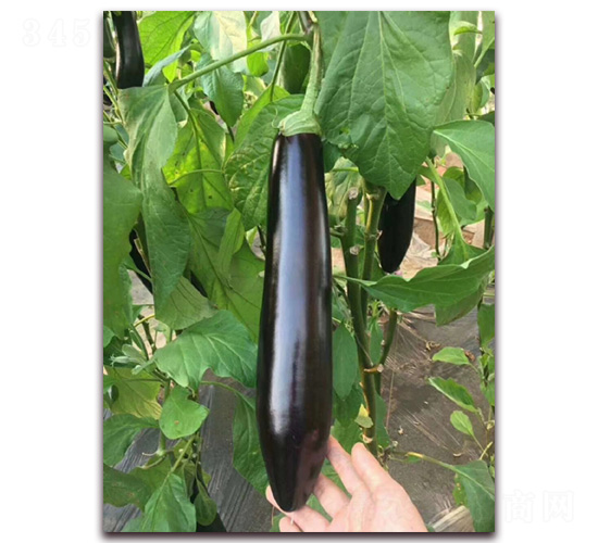 765�L��-���ӷN��-�A�~�N�I(y��)