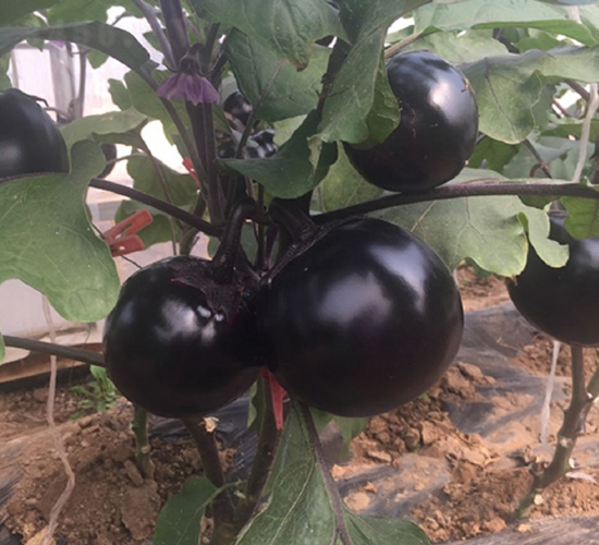 �ڌ��A��-���ӷN��-�A�~�N�I(y��)