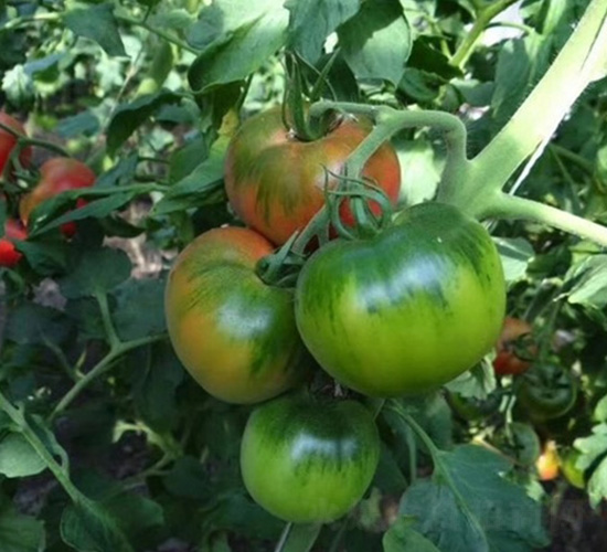 ��ݮ����-���ѷN��-�A�~�N�I(y��)