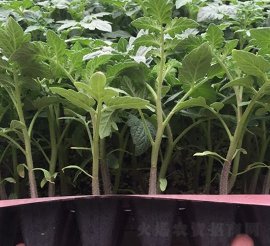 ����С����-���ѷN��-�A�~�N�I(y��)