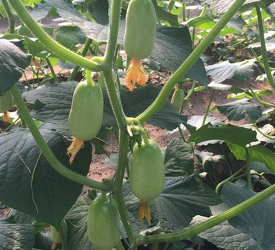 ��ͯ��ŮĴָ�S��-�S�ϷN��-�A�~�N�I(y��)