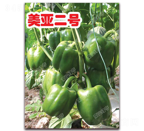 ������̖(h��o)-�𽷷N��-�ϰľG��