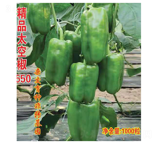 ��Ʒ̫�ս�550-�����N��-Ӣ���m��