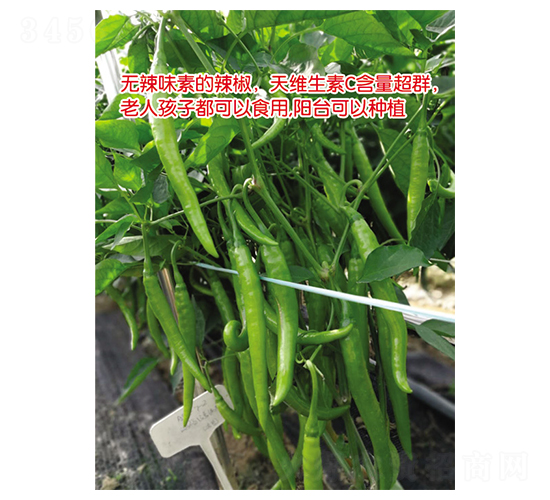 ��֮ζ-�����N��-Ӣ���m��