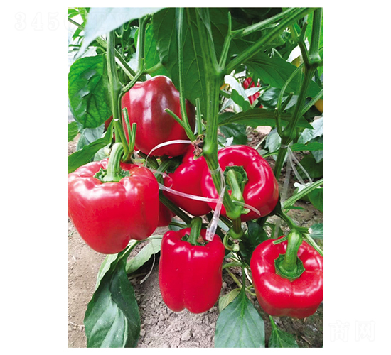 ������̖-�����N��-Ӣ���m��