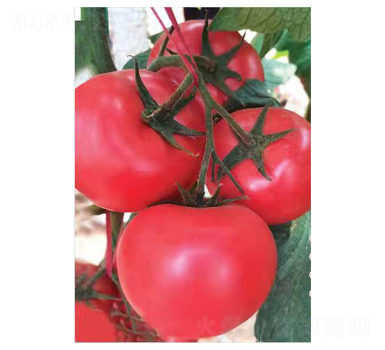 ������10̖-���t���N��-Ӣ���m��